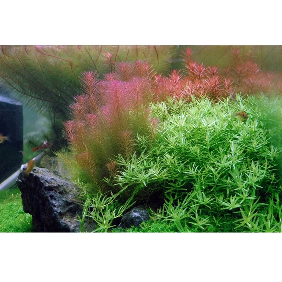 Tropica Rotala wallichii 1-2-GROW x 3