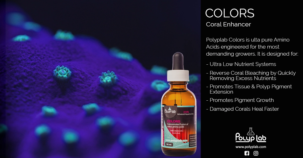 Polylab Colors 50 ml