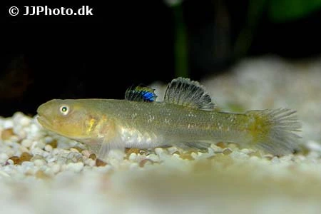 Ørken Gobi (Chlamydogobius Eremius Desert Goby)