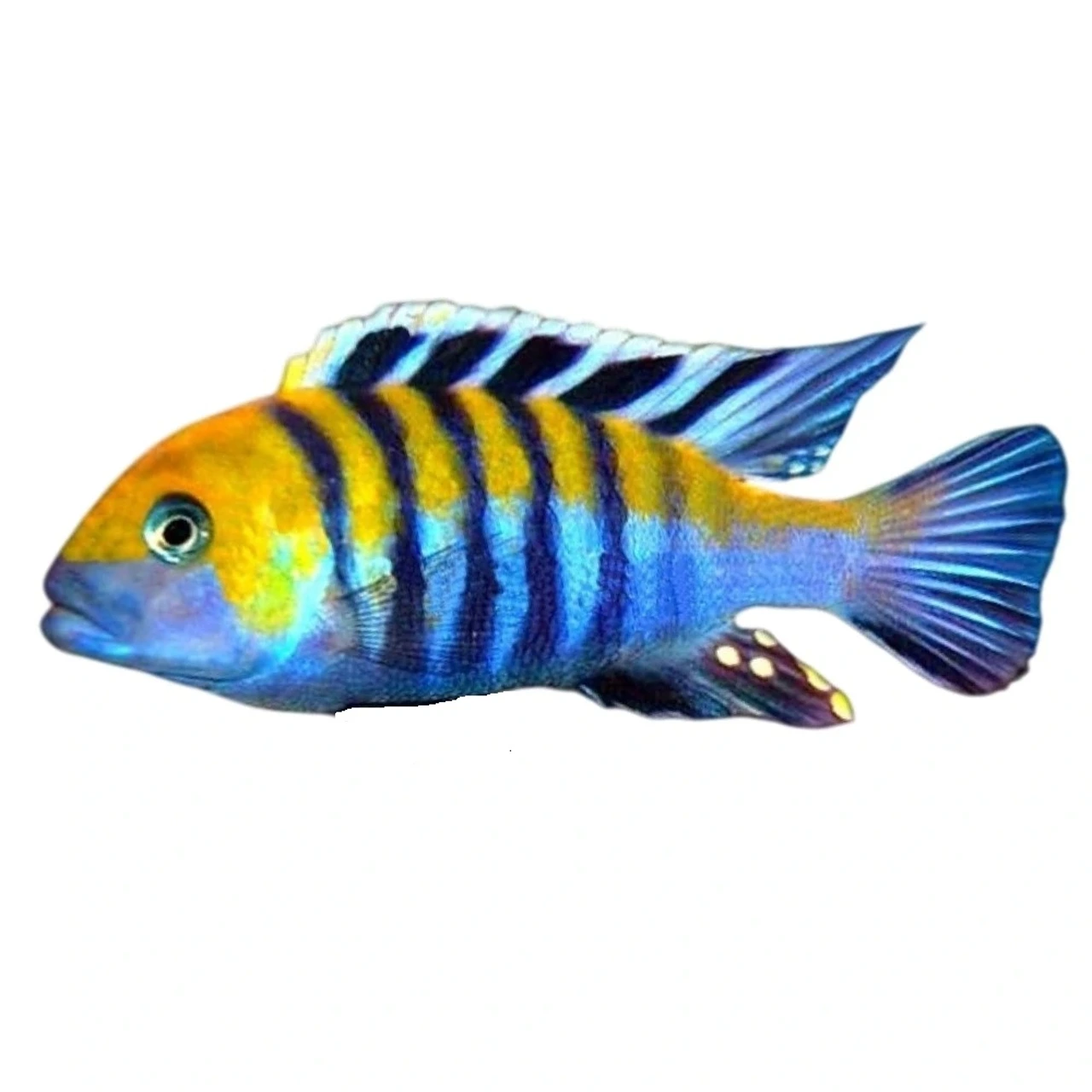 Cynotilapia Afra cobue