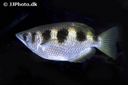 Skyttefisk (Toxotes jaculatrix)
