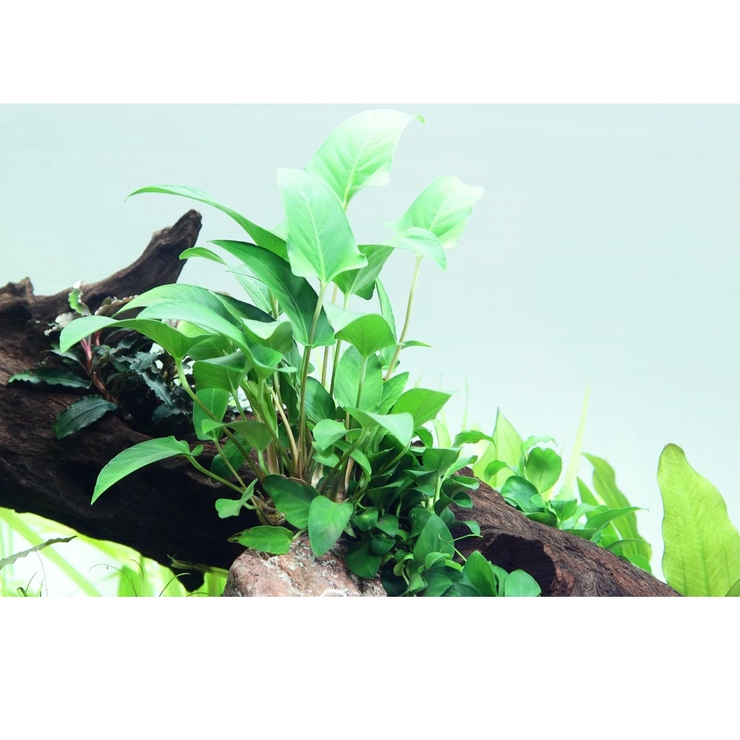 Tropica Akvarieplante i potte Anubias Gracilis