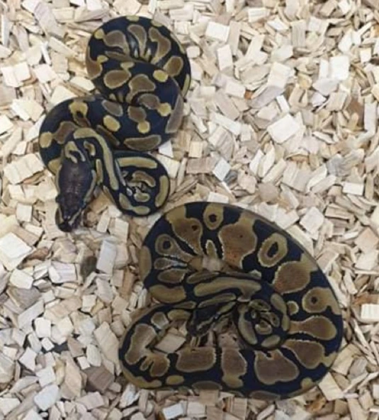 Kongepython (python regius) unge (normal/wild type) 0,1