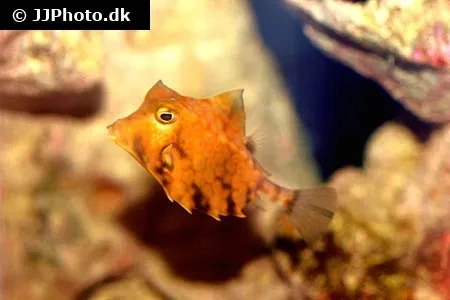 Pyramidekuffertfisk Tetrosomus Gibbosus