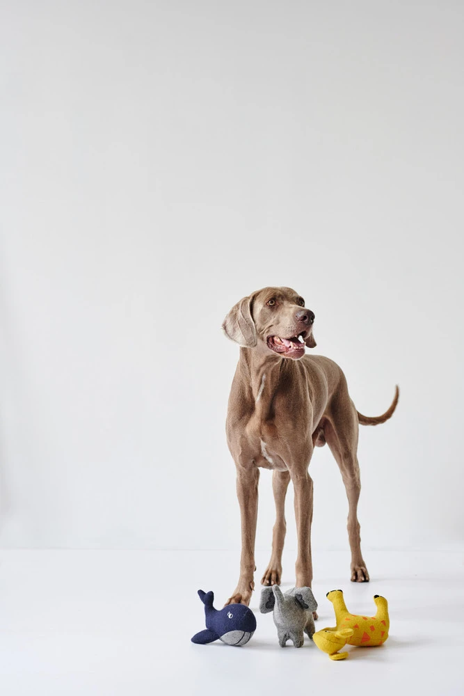 Hunter Eiby Hval S - bamse til små hunde