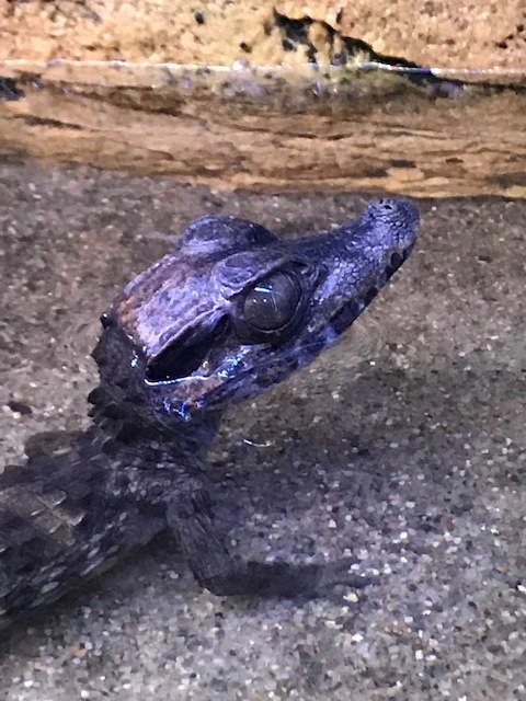 Kilehovedet Dværg kaiman (Paleosuchus Trigonatus)