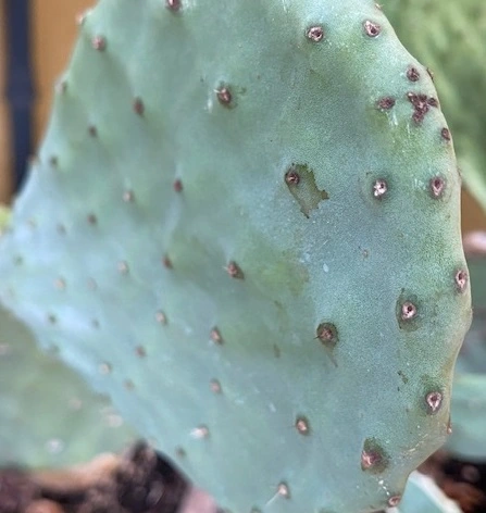 Figenkaktus til landskildpadder (Opuntia ficus indica)