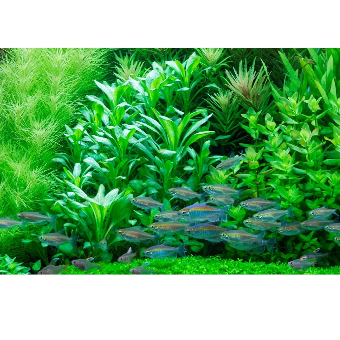 Tropica Akvarieplante i potte Lobelia cardinalis