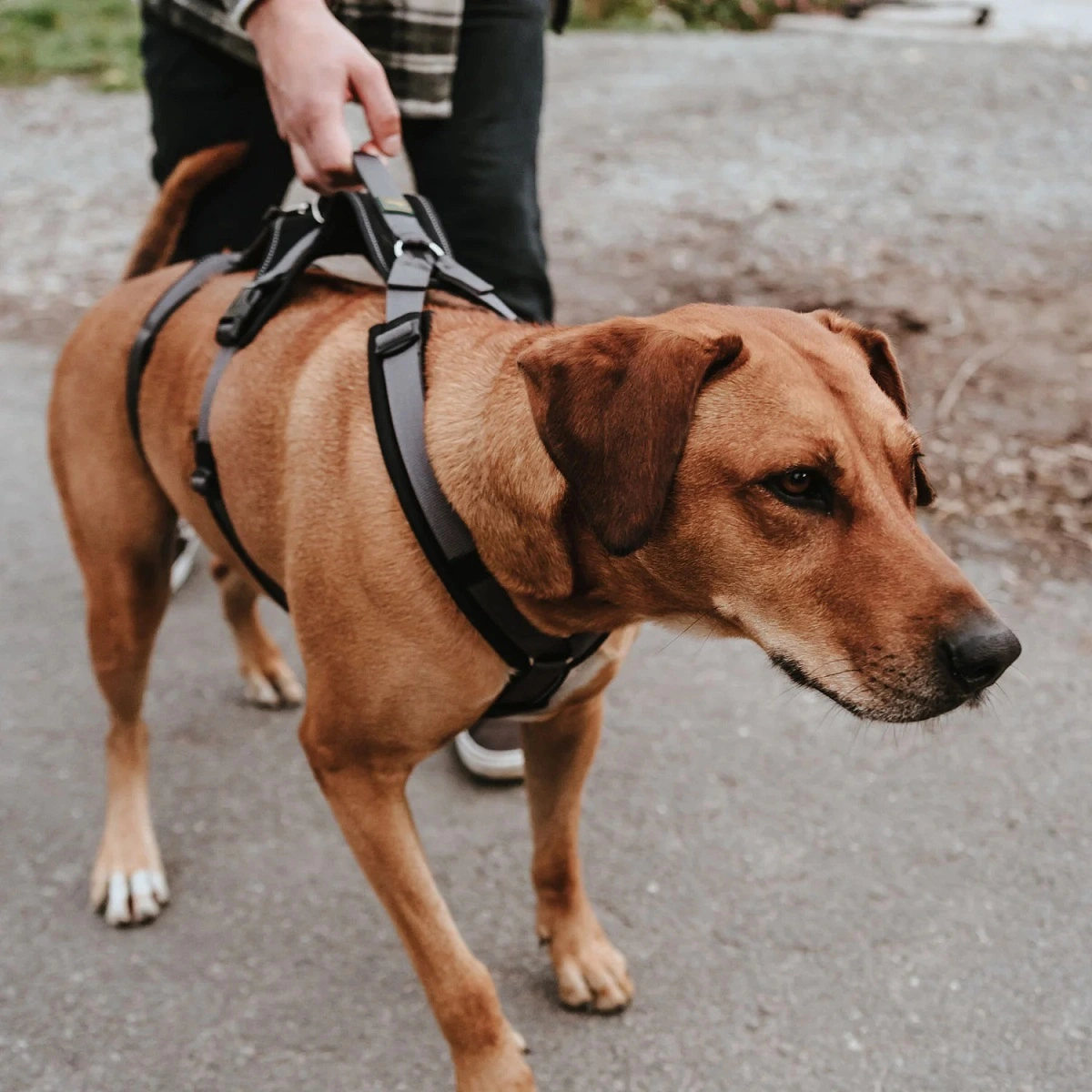 Hunter hundesele Safety Maldon Gråsort L længde 66-118 cm 2,5 cm - sikker stabilitet