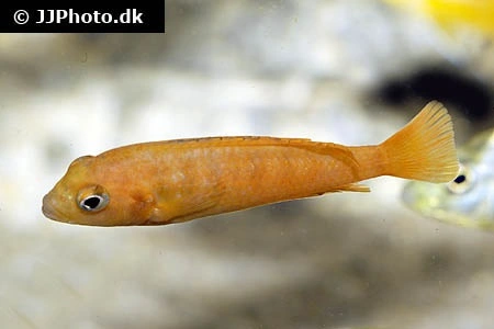 Saulosi Cichlide (Pseudotropheus saulosi) Koral rød