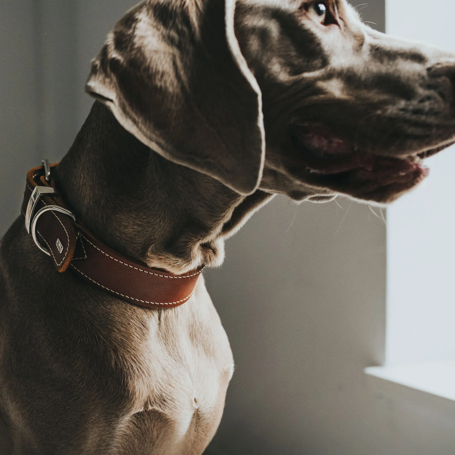 Hunter Aalborg Special Hundehalsbånd 45 Cognac - 30-38 cm