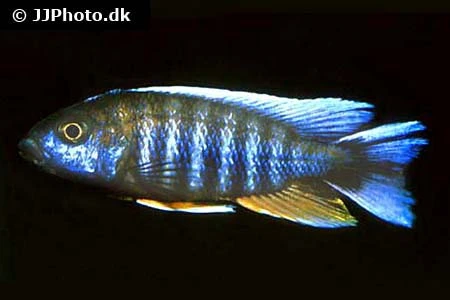 Aulonocara Jacobfreibergi