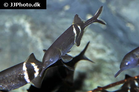 Elefantfisk (Gnathonemus petersii)