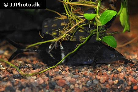 Elefantfisk (Gnathonemus petersii)