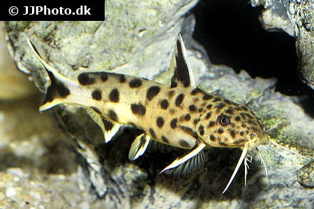 Dværg Fjerskægmalle (Synodontis petricola)