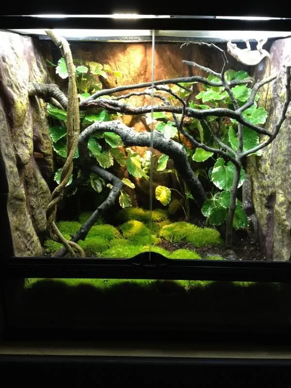 Exo Terra Jungle Træ stor