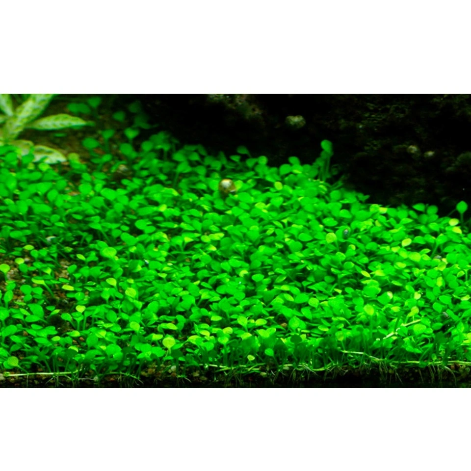 Tropica Marsilea minuta 1-2-GROW x 3
