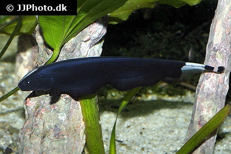 Black Ghost (Apteronotus albifrons)