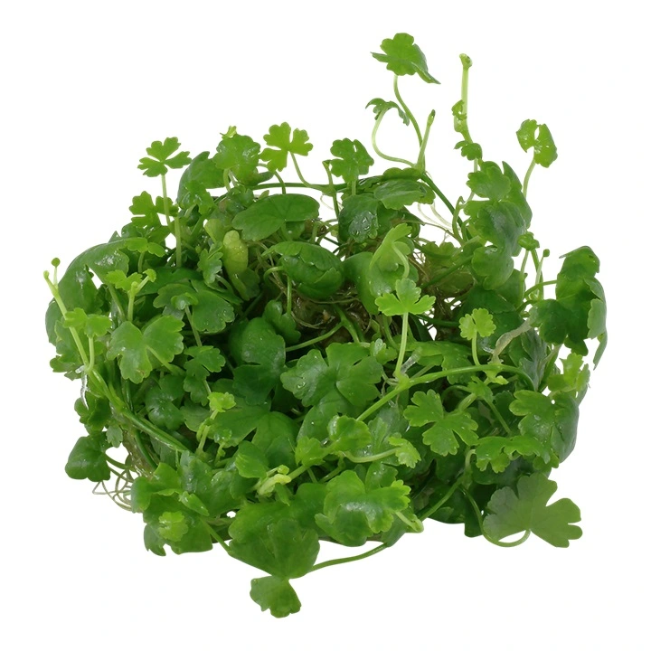 Tropica Hydrocotyle tripartita 1-2-GROW x 3