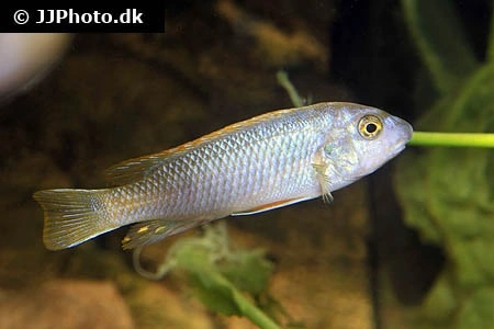 Trewawasae Malawi Cichlide (Labeotropheus trewawasae)