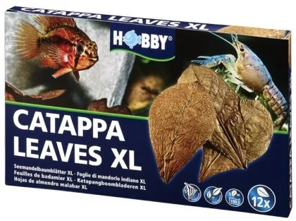 Catappa Leaves XL