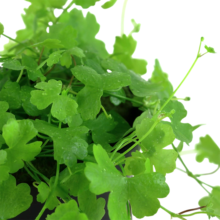 Tropica Akvarieplante i potte Hydrocotyle tripartita