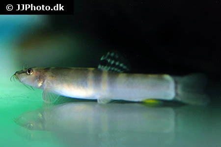 Sumo Smerling (Schistura balteata)