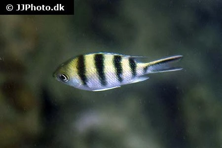 Abudefduf sexfasciatus Fembåndet sergentfisk