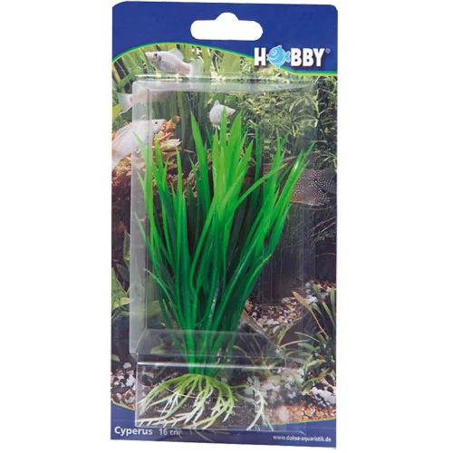 Hobby Cyperus 16 cm