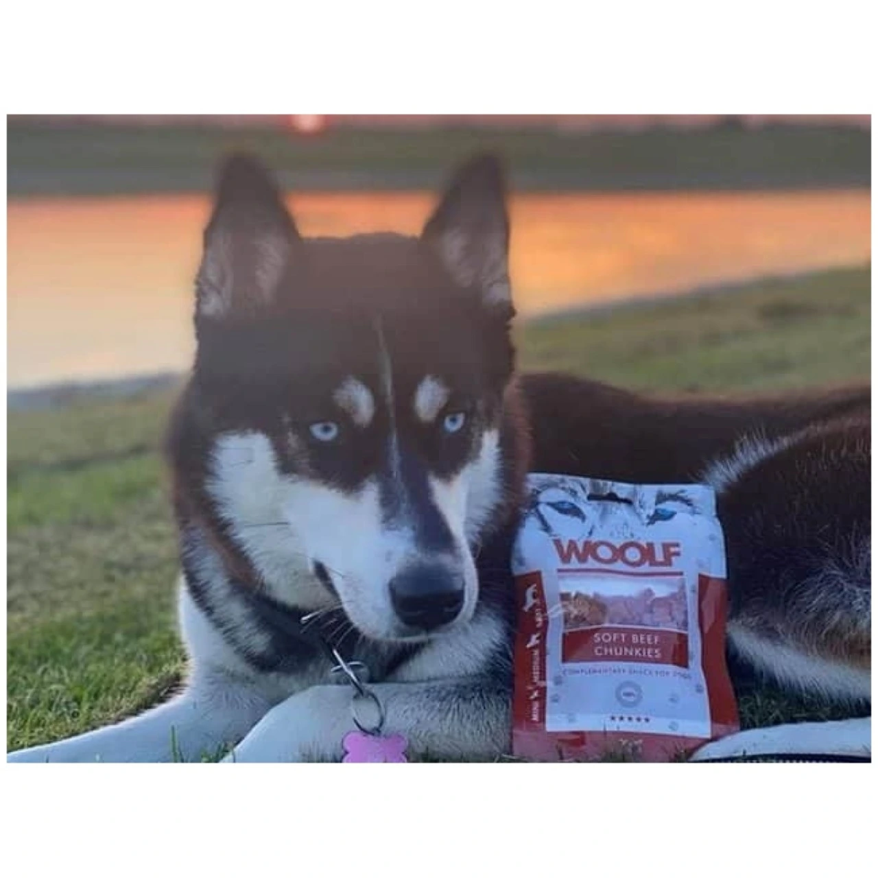 Woolf Hunde- og Kattesnack Bløde Oksekødsbidder