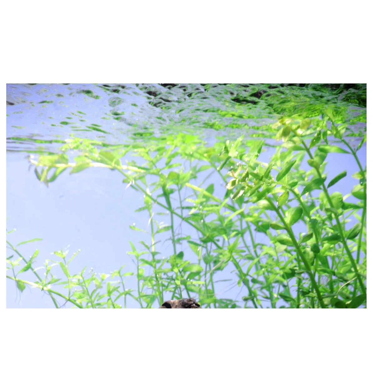 Tropica Akvarieplante i potte Micranthemum umbrosum