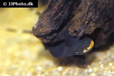 Black Ghost (Apteronotus albifrons)