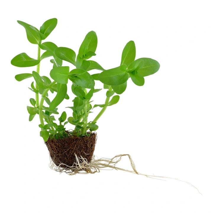 Tropica MiniPot Bacopa caroliniana