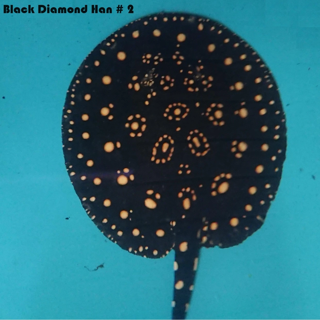 Ferskvandsrokke Potamotrygon Leopoldi - Black Diamond Han Ø 40 cm
