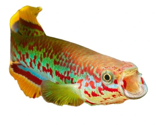 Fundulopanchax Gardneri Gardners Killifisk (tidligere Aphyosemion)