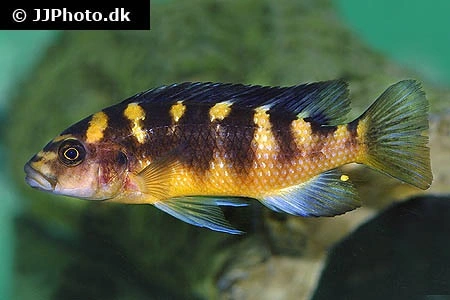 Humlebi Cichlide (Maylandia crabro)