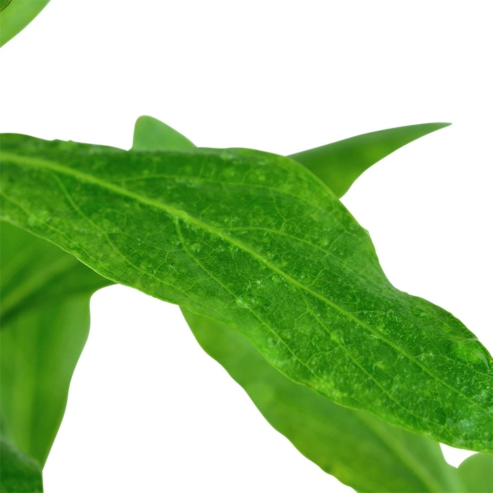 Tropica Akvarieplante i potte Hygrophila polysperma