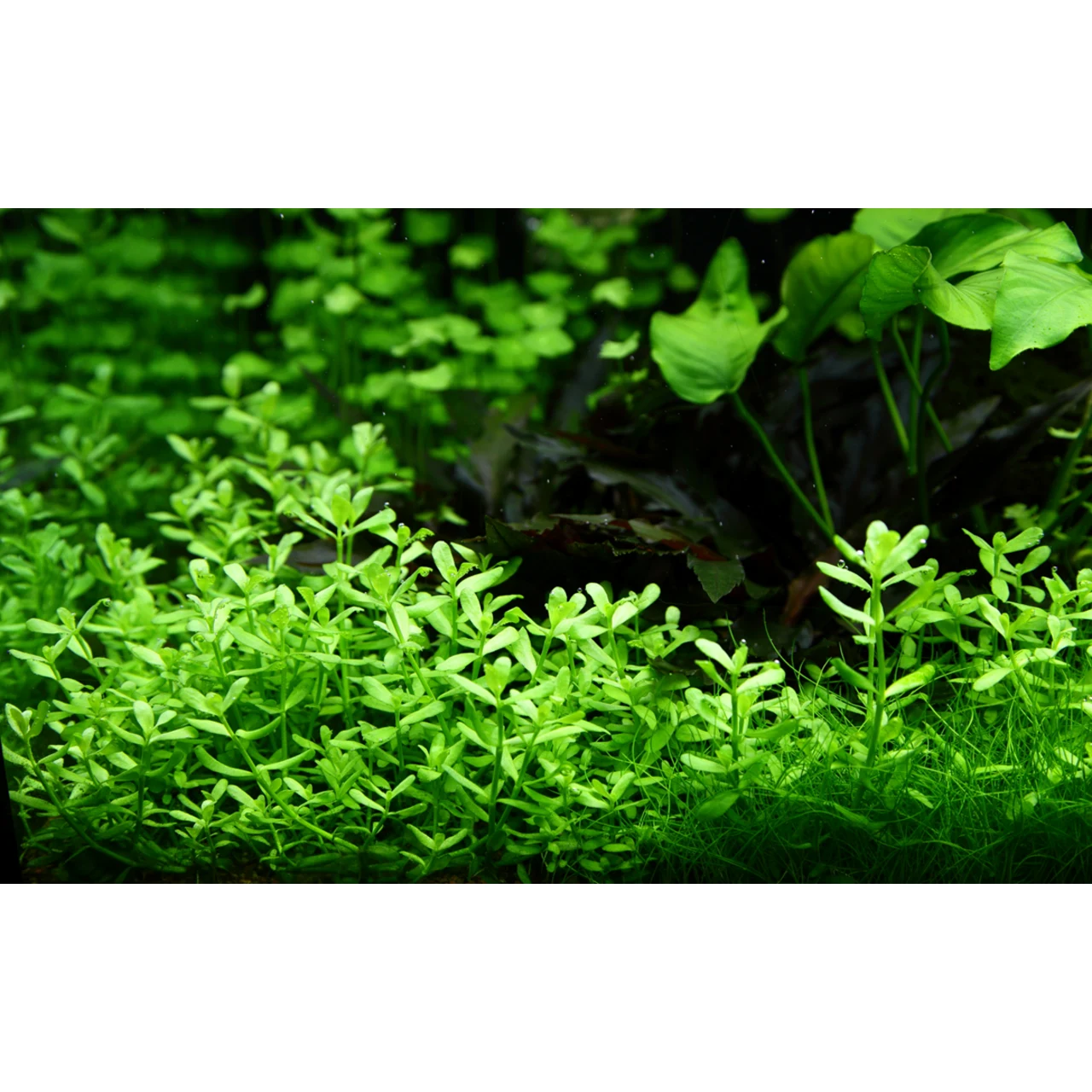 Tropica PCS Pot Bacopa monnieri Compact x 3