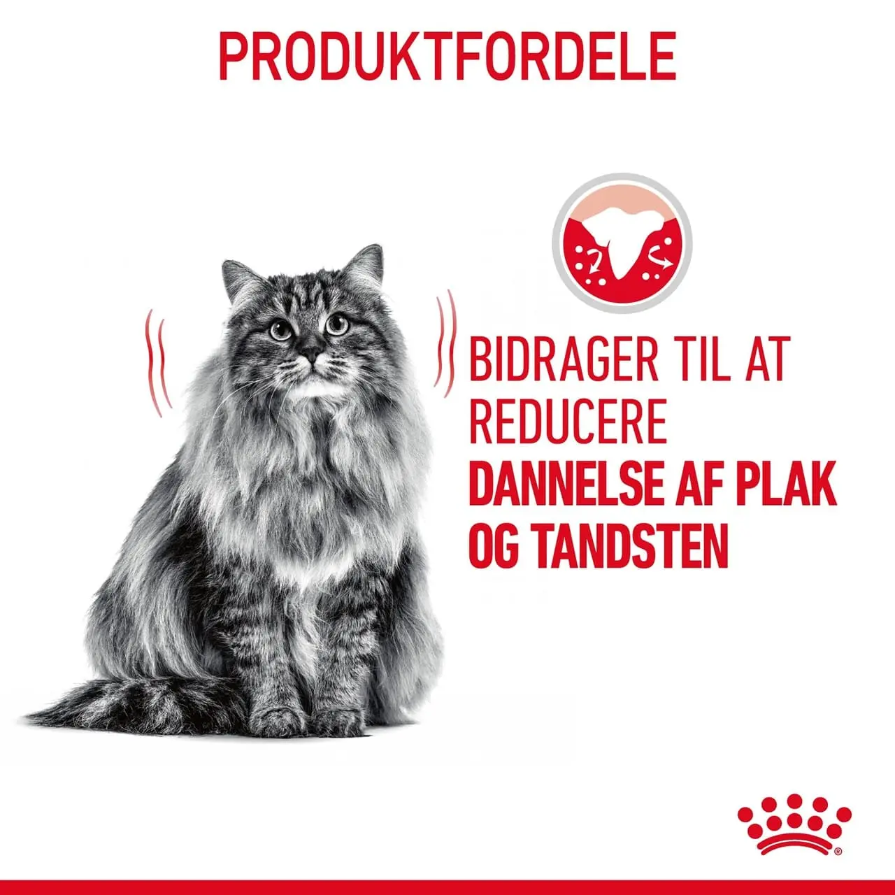 Royal Canin Dental Care 3,5 kg