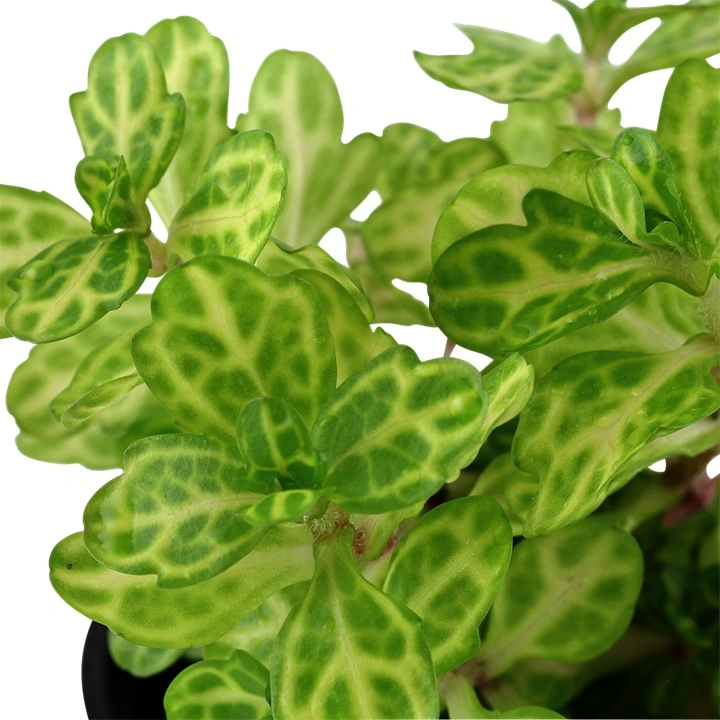 Tropica Akvarieplante i potte Shinnersia Rivularis Weiss-Grün