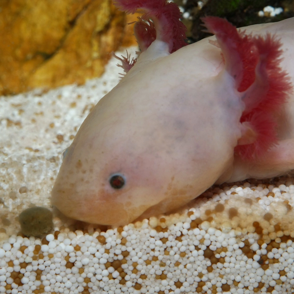 JBL NovoLotl M 250 ml (Til Axolotl)