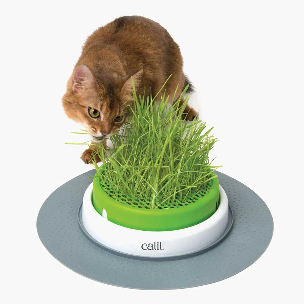 Catit Senses Kattegræs