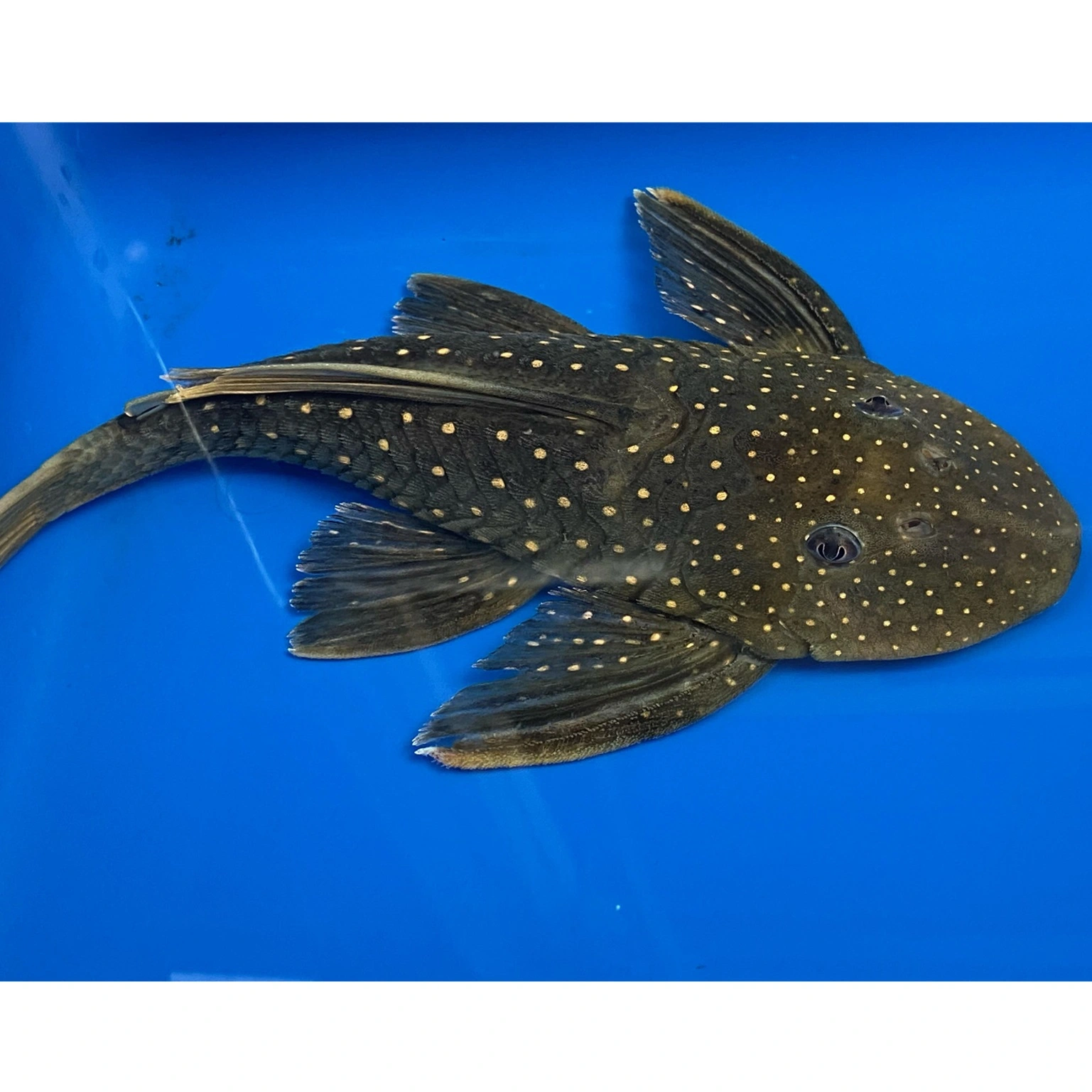 Hypostomus Luteus 22-24 cm Fase 2