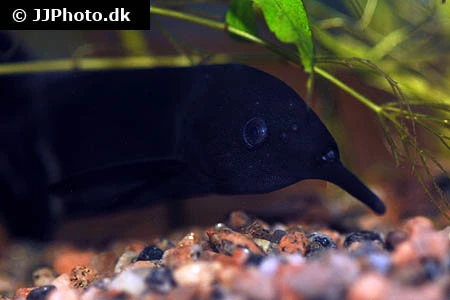 Elefantfisk (Gnathonemus petersii)