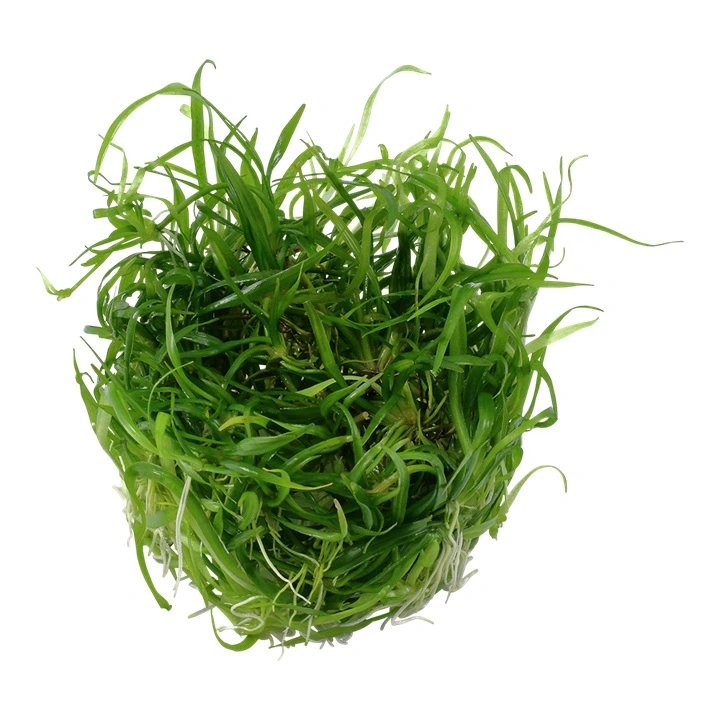 Tropica Helanthium tenellum Green 1-2-GROW