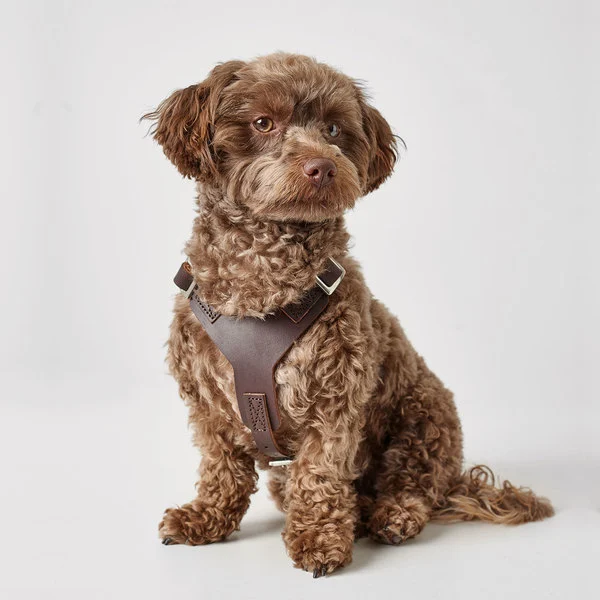 Hunter Hundesele Aalborg mørkebrun XL (M-L/1) - Bryst/hals 58-80 cm