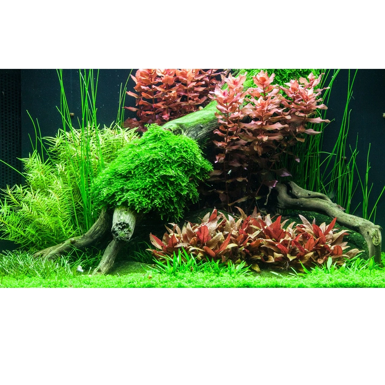 Tropica Rotala macrandra Japan 1-2-GROW x 3