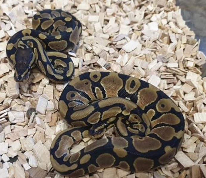 Kongepython (python regius) unge (normal/wild type) 0,1