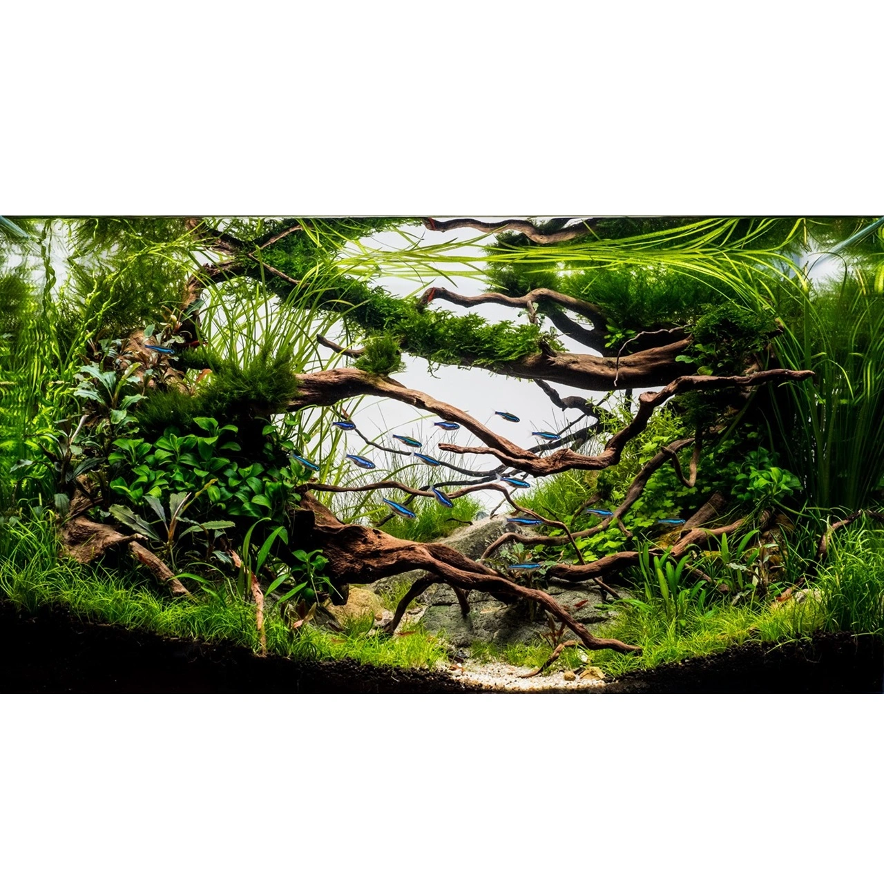 Tropica Littorella uniflora 1-2-GROW x 3