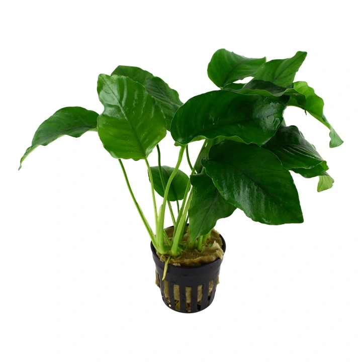Tropica Akvarieplante i potte Anubias barteri variant barteri